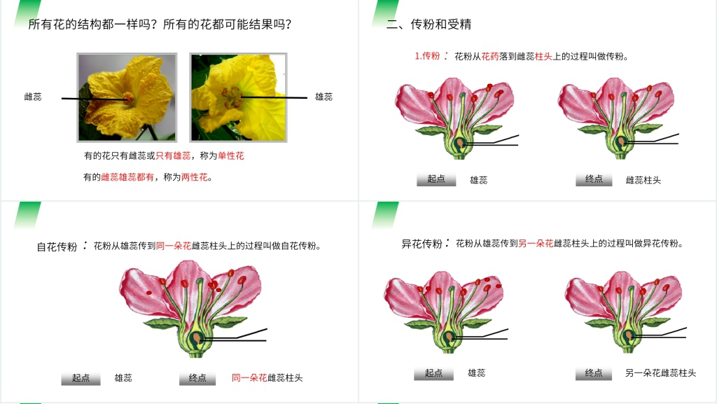 人教版七年级初一生物上册《开花和结果》PPT课件 人教版七年级初一生物上册《开花和结果》PPT课件