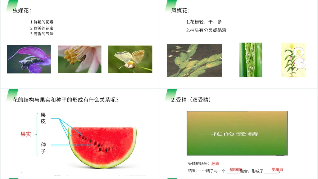 人教版七年级初一生物上册《开花和结果》PPT课件 人教版七年级初一生物上册《开花和结果》PPT课件