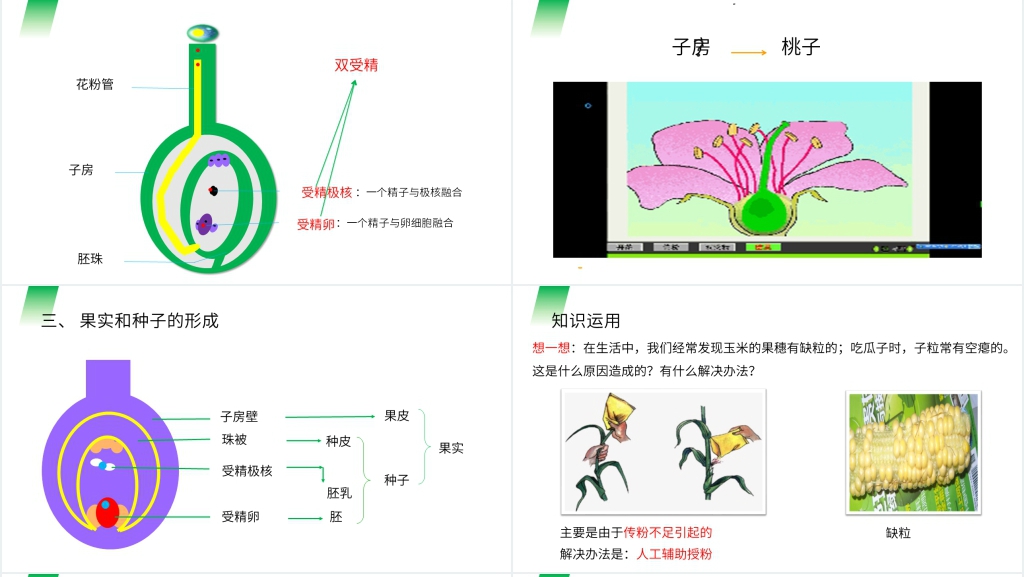 人教版七年级初一生物上册《开花和结果》PPT课件 人教版七年级初一生物上册《开花和结果》PPT课件