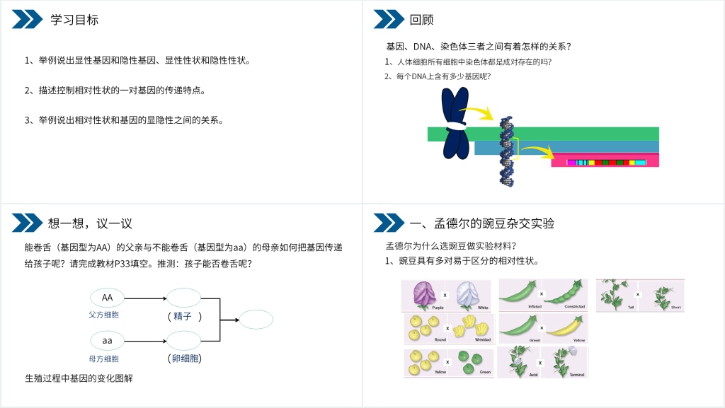 《生物的遗传和变异(基因的显性和隐性)》PPT课件 《生物的遗传和变异(基因的显性和隐性)》PPT课件
