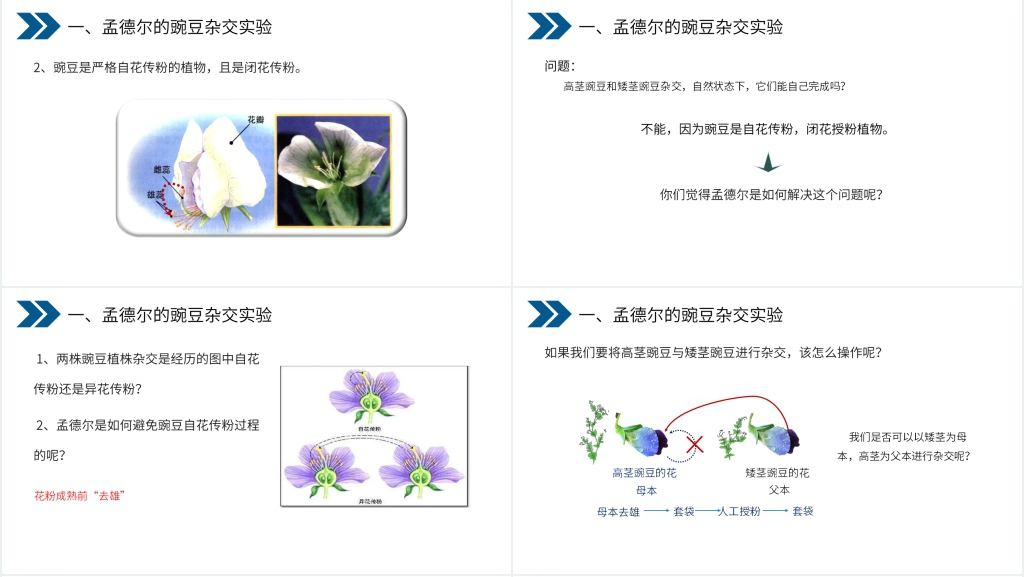 《生物的遗传和变异(基因的显性和隐性)》PPT课件 《生物的遗传和变异(基因的显性和隐性)》PPT课件