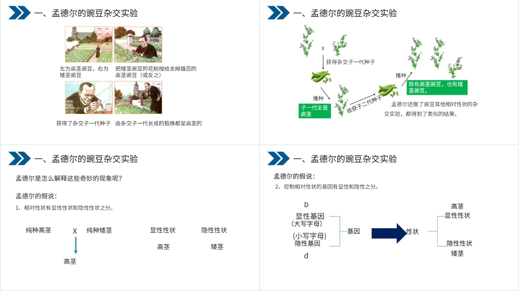 《生物的遗传和变异(基因的显性和隐性)》PPT课件 《生物的遗传和变异(基因的显性和隐性)》PPT课件