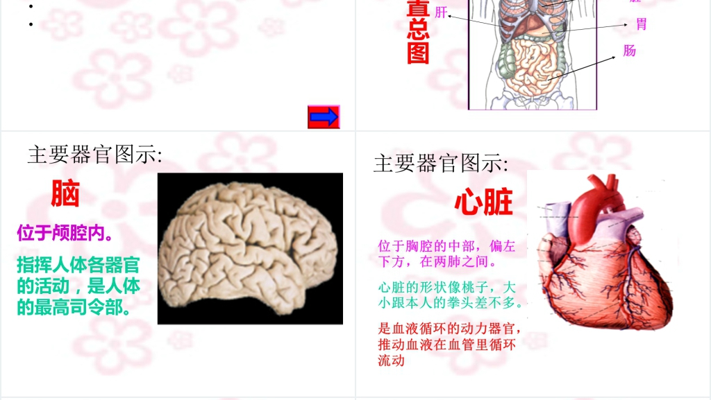 幼儿园身体的秘密PPT课件 幼儿园身体的秘密PPT课件