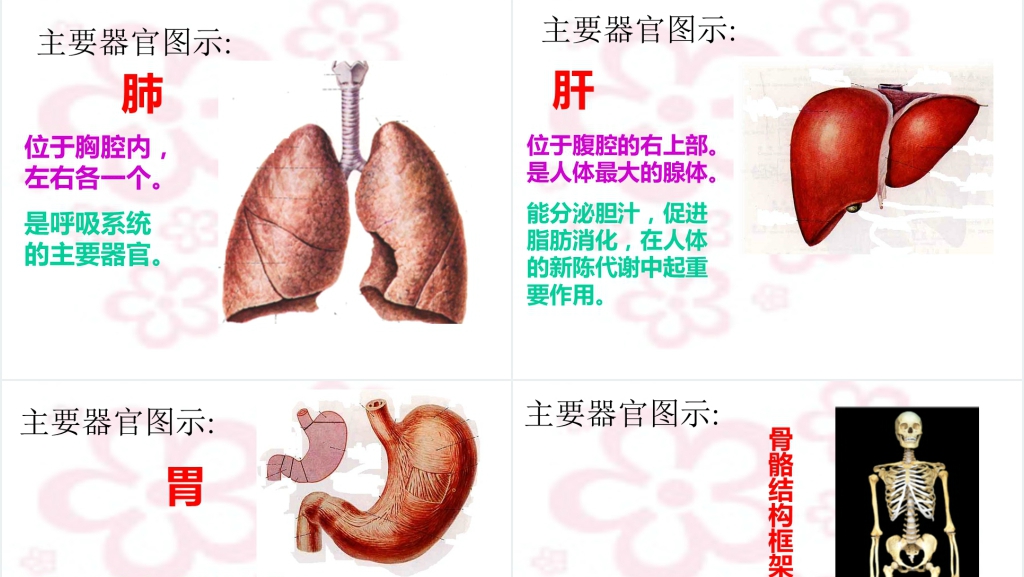 幼儿园身体的秘密PPT课件 幼儿园身体的秘密PPT课件