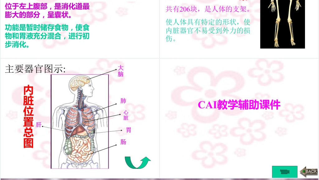 幼儿园身体的秘密PPT课件 幼儿园身体的秘密PPT课件