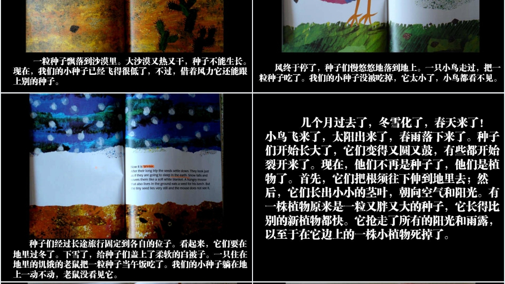 小种子绘本故事PPT课件