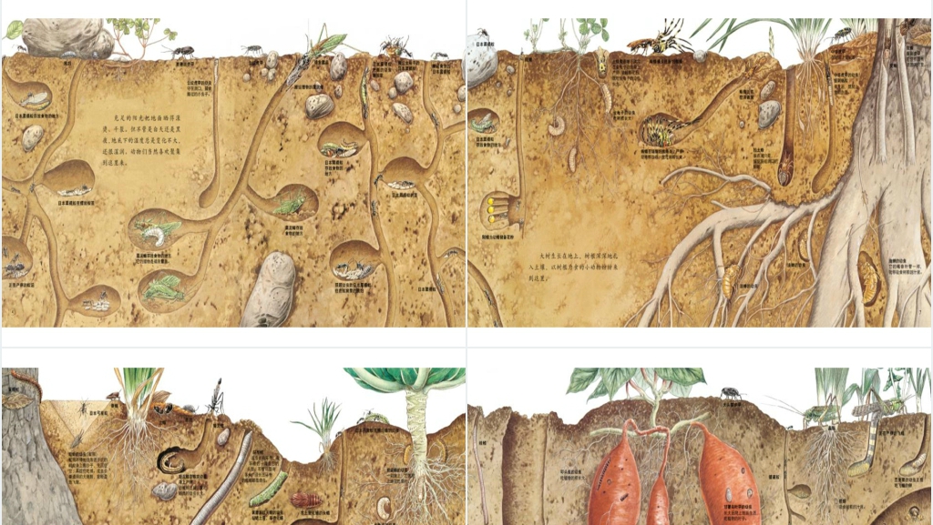 地底下的动物绘本故事PPT课件