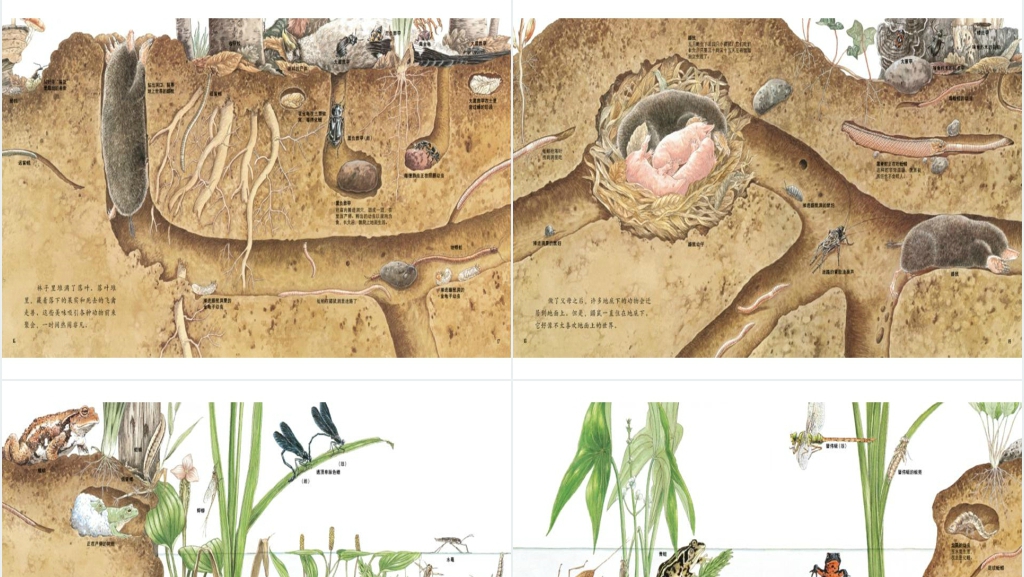地底下的动物绘本故事PPT课件