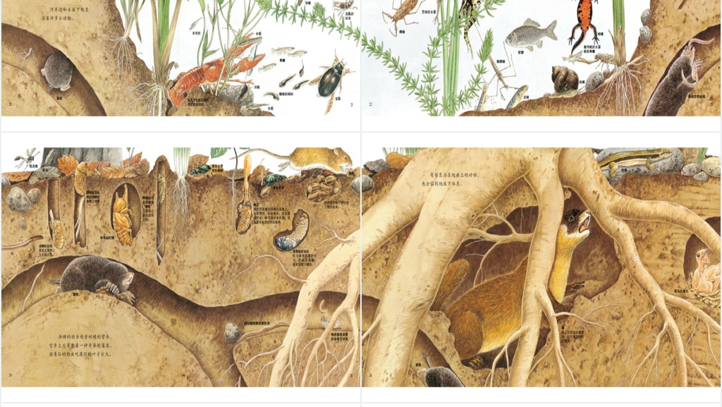 地底下的动物绘本故事PPT课件
