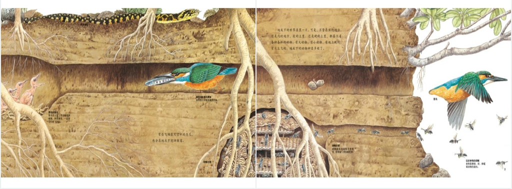 地底下的动物绘本故事PPT课件