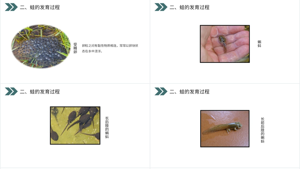 人教版初中生物八年级初二下册《两栖动物的生殖和发育》PPT课件 人教版初中生物八年级初二下册《两栖动物的生殖和发育》PPT课件
