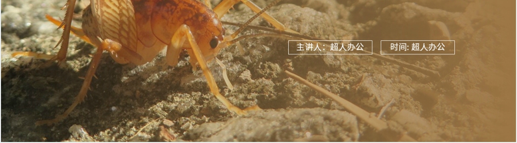 人教版四年级上册语文《蟋蟀的住宅》课文教学PPT课件 人教版四年级上册语文《蟋蟀的住宅》课文教学PPT课件