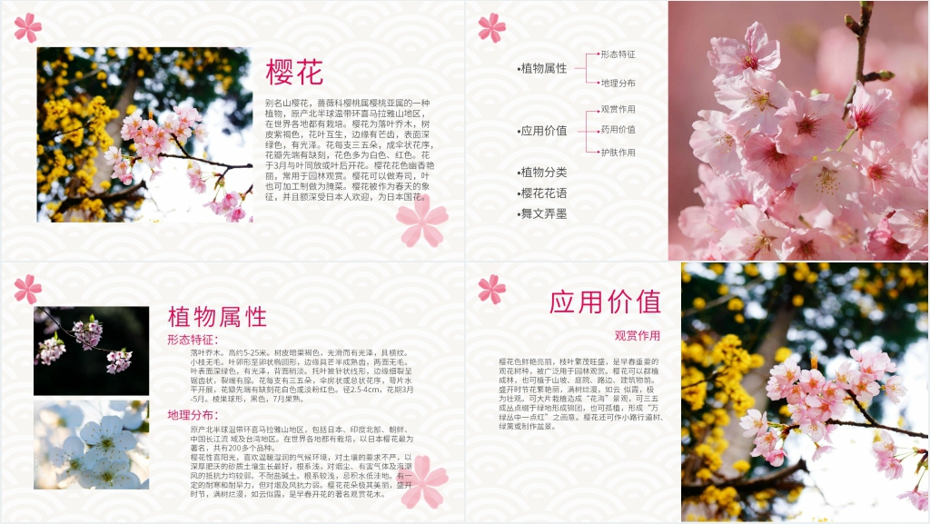 醉美樱花节PPT模板 醉美樱花节PPT模板