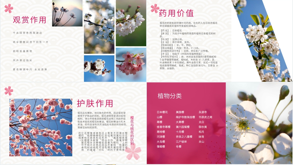 醉美樱花节PPT模板 醉美樱花节PPT模板