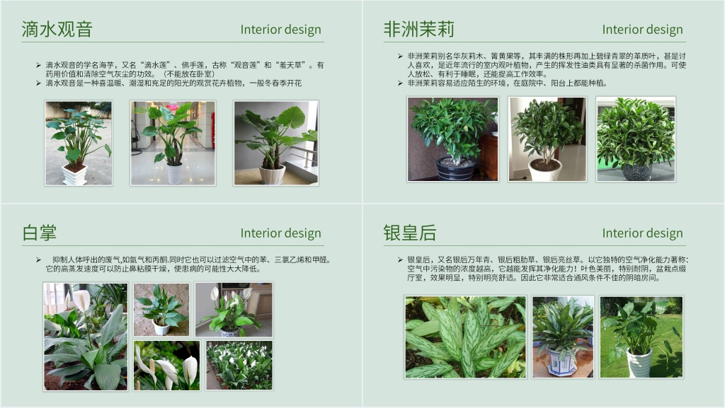 常见室内绿植分享PPT模板 常见室内绿植分享PPT模板