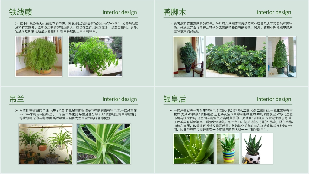 常见室内绿植分享PPT模板 常见室内绿植分享PPT模板