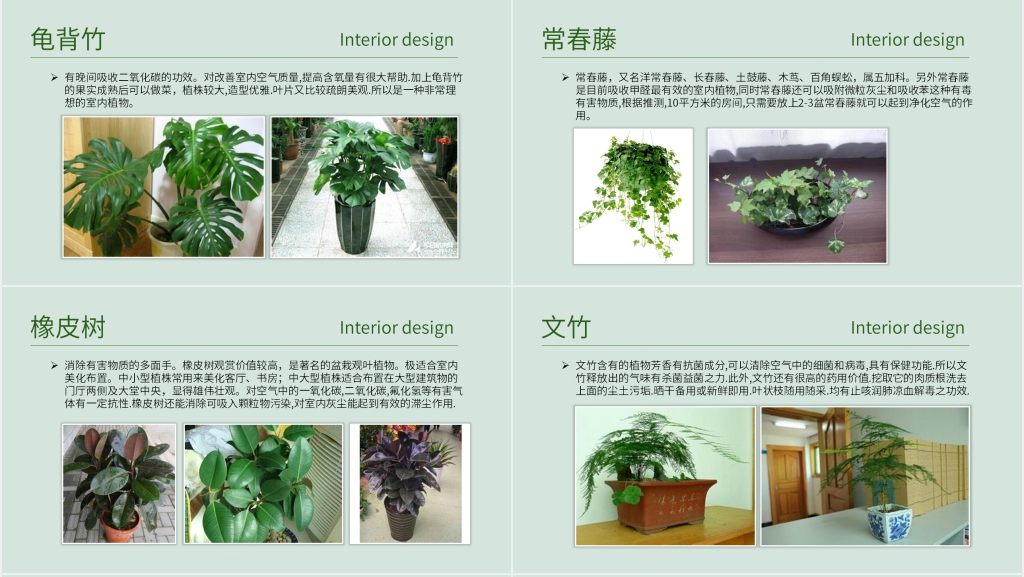 常见室内绿植分享PPT模板 常见室内绿植分享PPT模板