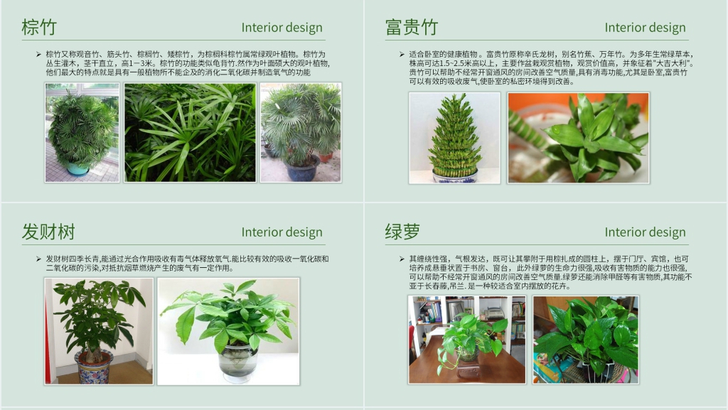 常见室内绿植分享PPT模板 常见室内绿植分享PPT模板