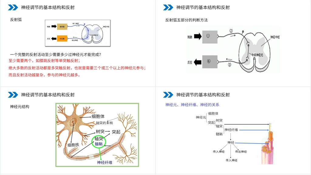 人教版高二生物必修三《通过神经系统的调节》PPT课件