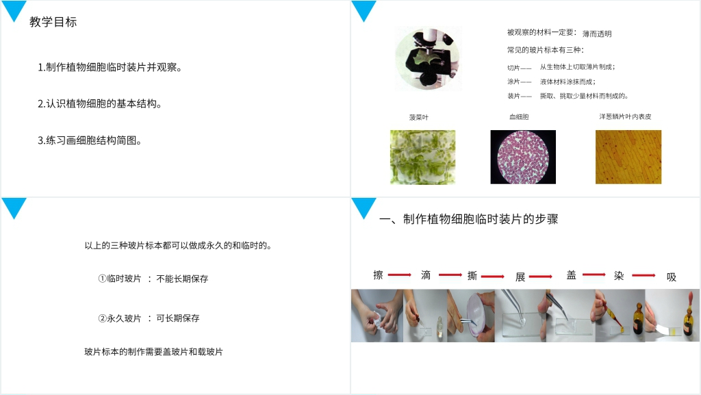 人教版七年级初一生物上册《植物细胞》PPT课件