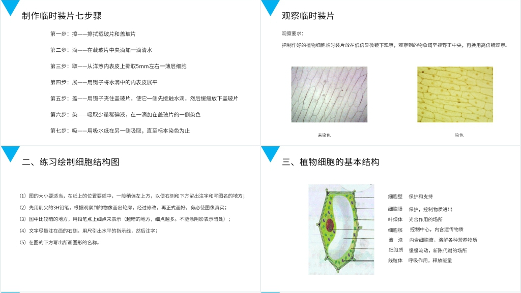 人教版七年级初一生物上册《植物细胞》PPT课件