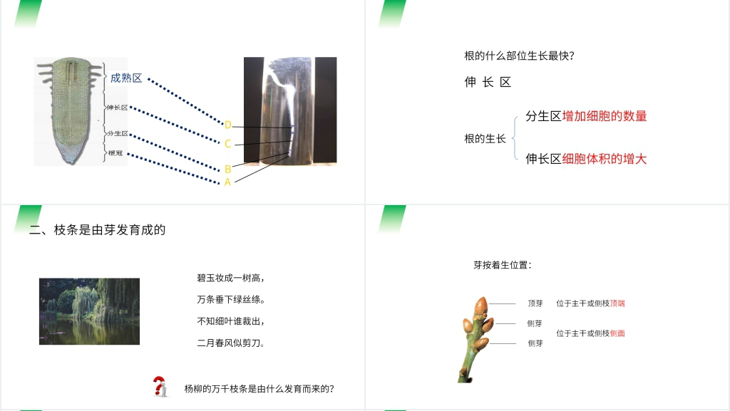 人教版七年级初一生物上册《植株的生长》教学PPT课件 人教版七年级初一生物上册《植株的生长》教学PPT课件