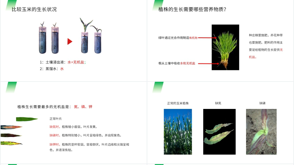 人教版七年级初一生物上册《植株的生长》教学PPT课件 人教版七年级初一生物上册《植株的生长》教学PPT课件