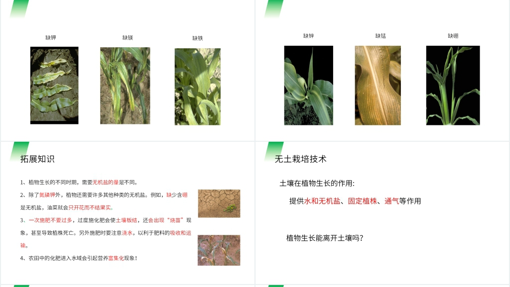 人教版七年级初一生物上册《植株的生长》教学PPT课件 人教版七年级初一生物上册《植株的生长》教学PPT课件