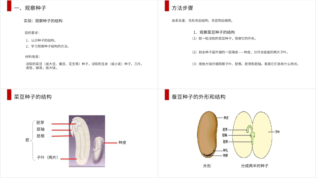 人教版七年级初一生物上册《种子植物》教学教案PPT课件