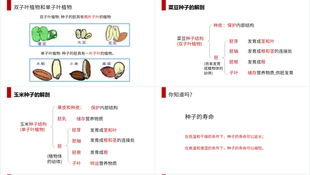 人教版七年级初一生物上册《种子植物》教学教案PPT课件