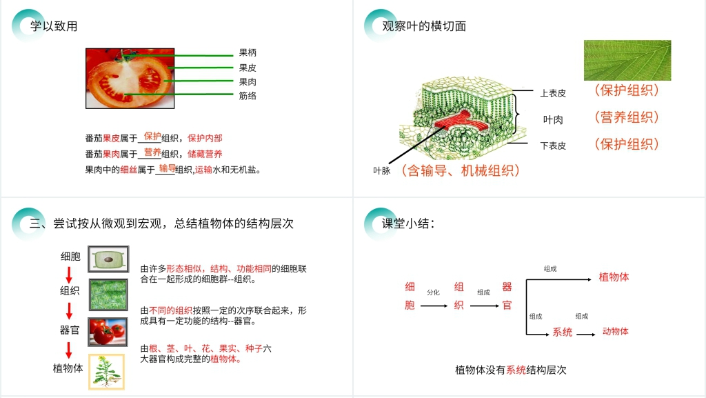 人教版七年级初一生物上册《植物体的结构层次》PPT课件 人教版七年级初一生物上册《植物体的结构层次》PPT课件