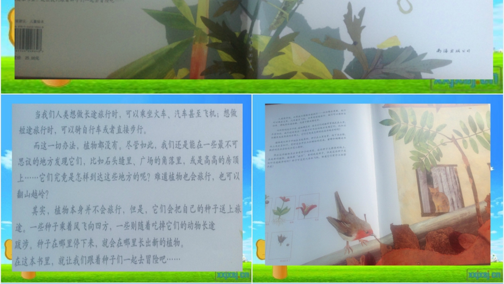 一粒种子的旅行绘本故事PPT课件 一粒种子的旅行绘本故事PPT课件