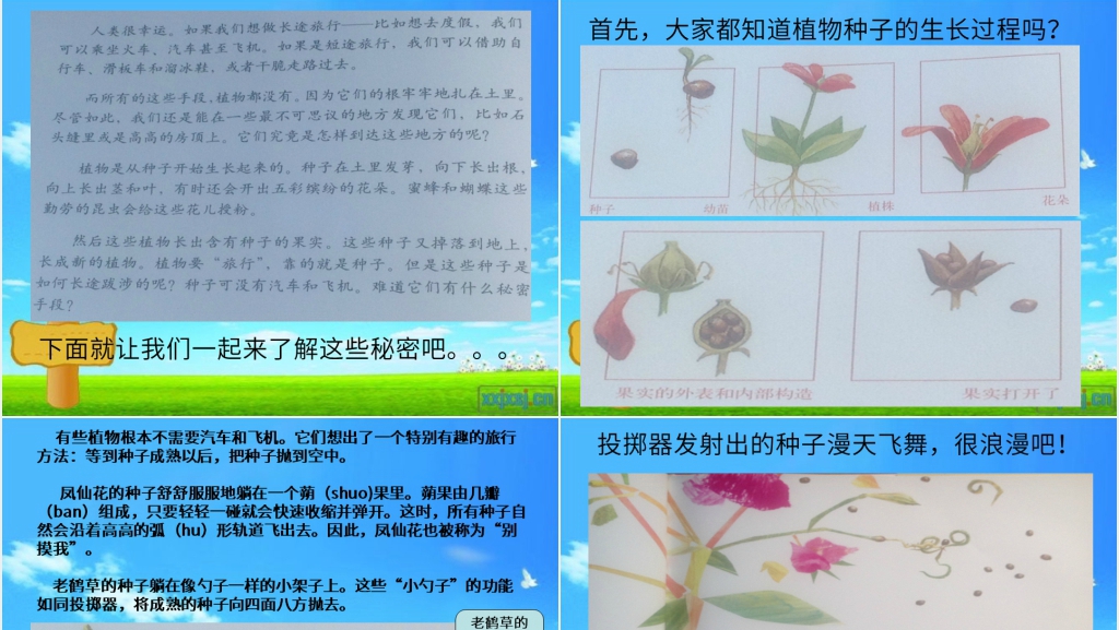 一粒种子的旅行绘本故事PPT课件 一粒种子的旅行绘本故事PPT课件