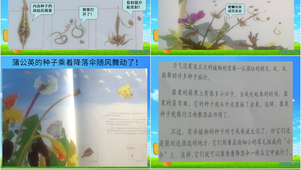 一粒种子的旅行绘本故事PPT课件 一粒种子的旅行绘本故事PPT课件