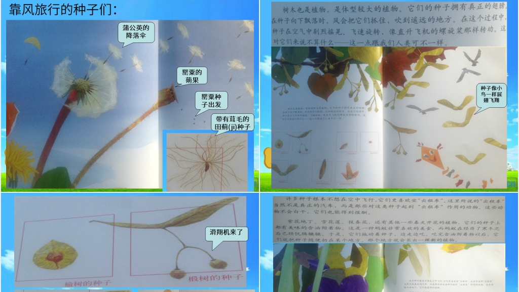一粒种子的旅行绘本故事PPT课件 一粒种子的旅行绘本故事PPT课件