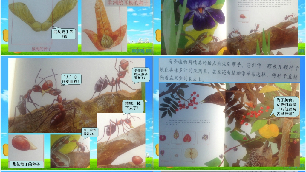 一粒种子的旅行绘本故事PPT课件 一粒种子的旅行绘本故事PPT课件