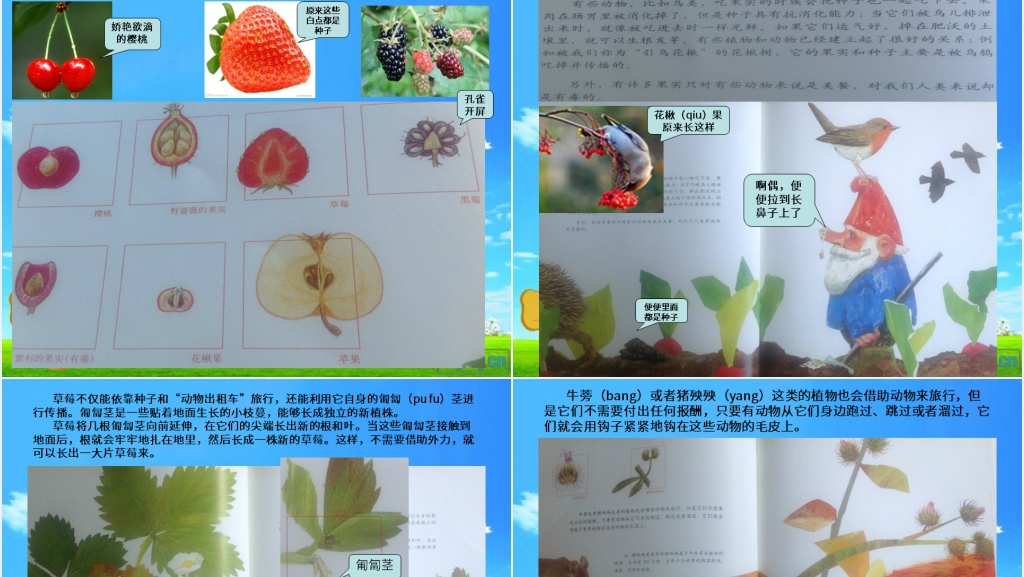 一粒种子的旅行绘本故事PPT课件 一粒种子的旅行绘本故事PPT课件