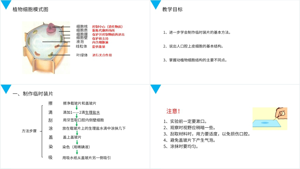 人教版七年级初一生物上册《动物细胞》PPT课件 人教版七年级初一生物上册《动物细胞》PPT课件