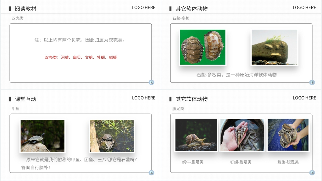 八年级初二上册《软体动物和节肢动物》PPT课件