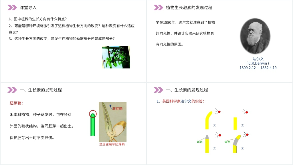 人教版高二生物必修三《植物生长激素的发现》PPT课件