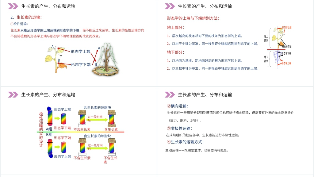人教版高二生物必修三《植物生长激素的发现》PPT课件