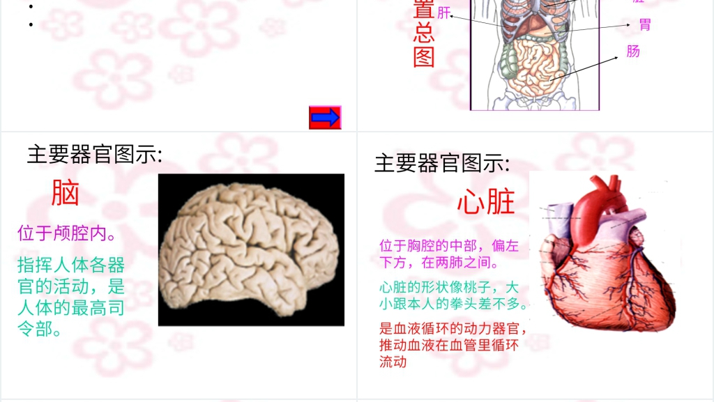 幼儿园小班科学活动身体的秘密PPT课件 幼儿园小班科学活动身体的秘密PPT课件