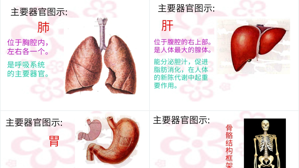 幼儿园小班科学活动身体的秘密PPT课件 幼儿园小班科学活动身体的秘密PPT课件