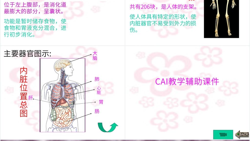 幼儿园小班科学活动身体的秘密PPT课件 幼儿园小班科学活动身体的秘密PPT课件