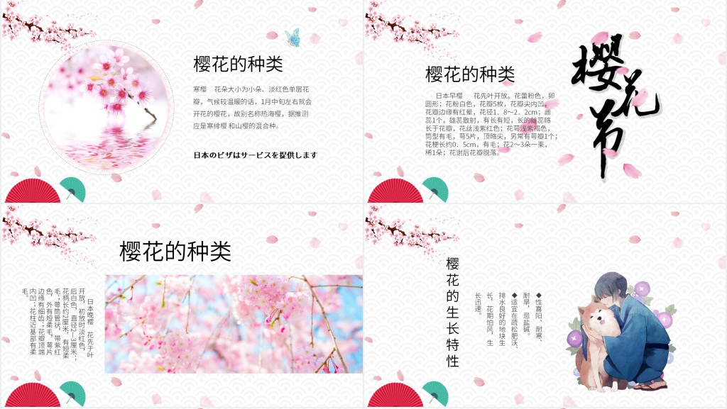对日本樱花的认识PPT模板 对日本樱花的认识PPT模板