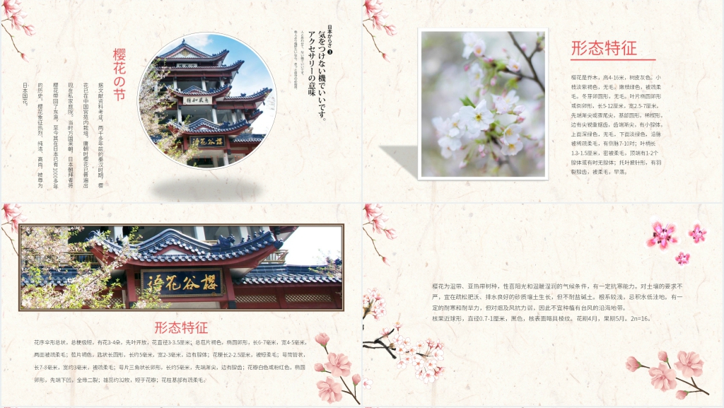 日本樱花季PPT模板 日本樱花季PPT模板