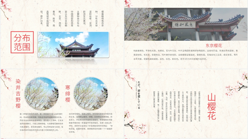 日本樱花季PPT模板 日本樱花季PPT模板