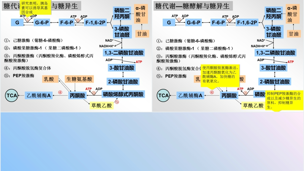 糖尿病的产生及其发生的生化机理PPT模板