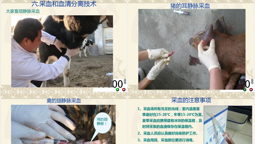 动物疫苗免疫PPT范文 动物疫苗免疫PPT范文