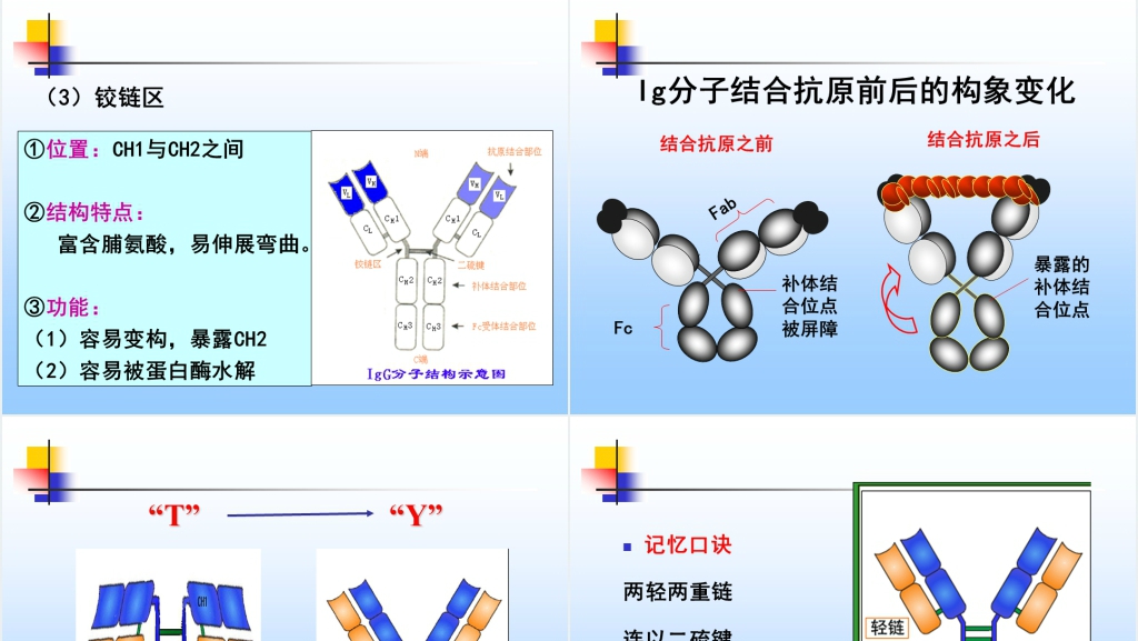 免疫学免疫球蛋白与抗体PPT课件 免疫学免疫球蛋白与抗体PPT课件